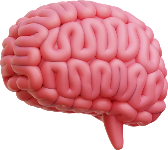 Brain 3d Illustration