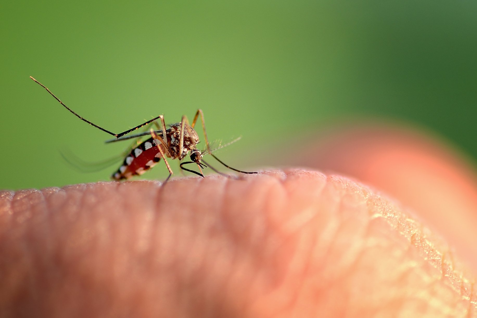 mosquito bite hand