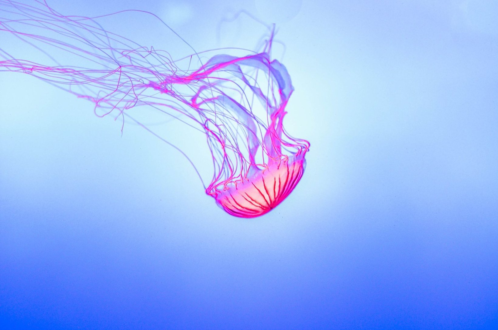 Floating Pink Jellyfish